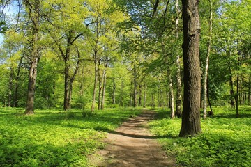 Summer forest landscape. Dense green vegetation and trees along the trail path on eco route in the reserve. Nature tourism and travel. Healthy hiking lifestyle. Walking in a city park. Ecology concept