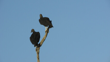 Vulture on a tree branch in the blue sky background