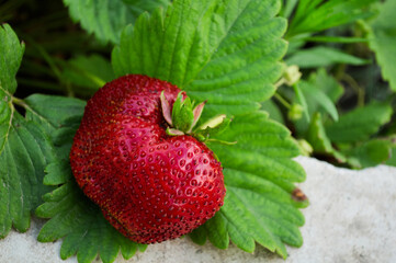 Diet healthy diet. Many essential acids, vitamins and trace elements for the human body contain fruits and berries. Harvest strawberries. Close-up photo of red ripe big berries.