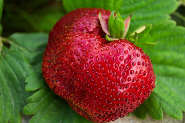 Diet healthy diet. Many essential acids, vitamins and trace elements for the human body contain fruits and berries. Harvest strawberries. Close-up photo of red ripe big berries.