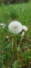 Fototapeta premium Volatile dandelion fruit with white fluff on a spring green lawn.