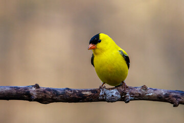 Close up of a male American Goldfinch (Spinus tristis) in breeding plumage after spring molt. Selective focus, background blur and foreground blur.
