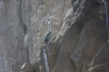 pelican on rock