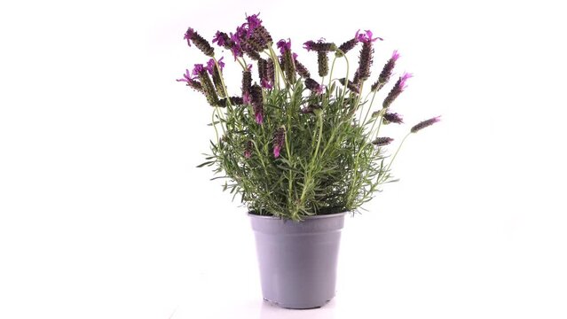 French Lavender Plant in a Flower Plant isolated on white Background - Turn around