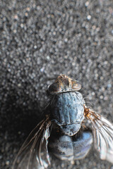 Extremely close-up of a dead fly covered with dust particles. Shallow depth of field dead insects