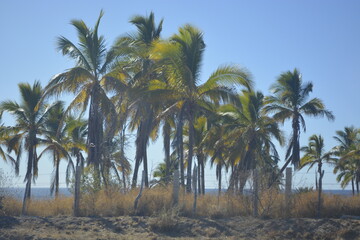 Fototapeta premium palm trees in the desert