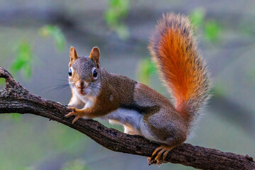 Close up portrait of an American Red Squirrel (Tamiasciurus hudsonicus) sitting on a tree limb during early spring. Selective focus, background blur and foreground blur.
