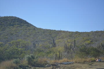 landscape with trees and mountains