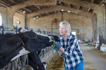 Adult female is  at her workplace near cows at the farm.