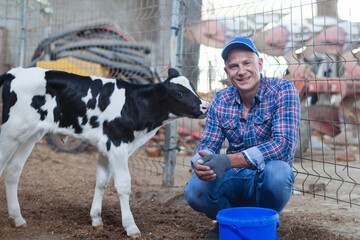 A farmer feeds a young shy calf in a stall. © Albina