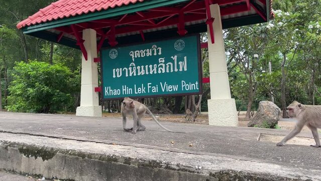 Khao Hin Lek Fai View Point sign. Famous tourist attraction on top of hill mountain picturesque Hua Hin cityscape view with trees and monkey walking by - day