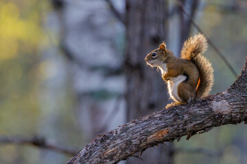 Naklejka na ściany i meble American Red Squirrel (Tamiasciurus hudsonicus) sitting on a tree limb during early spring looking ahead as he’s pondering his thoughts. Selective focus, background blur and foreground blur. 