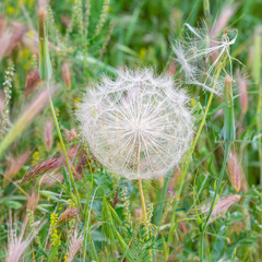 Obraz premium dandelion among the grass in the field