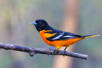 Close up portrait of a Baltimore oriole (Icterus galbula) perched on a tree branch during early spring. Selective focus, background blur and foreground blur.

