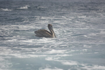 pelican on the beach