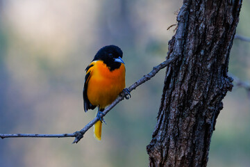 Baltimore oriole (Icterus galbula) perched on a tree branch during early spring. Selective focus, background blur and foreground blur.
