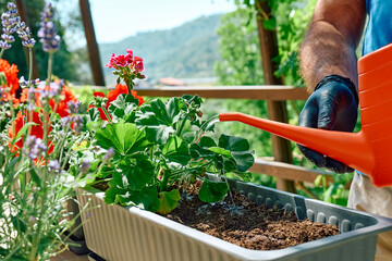 Gardening activity at home. Hands of a man with black gloves watering with watering can the ground...