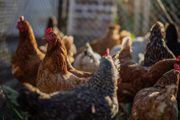 Chickens on a farm with a blurred background in the rays of the setting sun