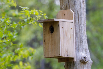 Handmade songbird nesting box attached to dead tree during spring. Selective focus, background blur...