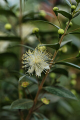 beautiful flowers with maximum detail photographed with natural light