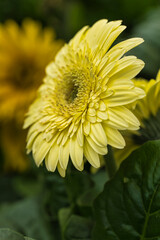 beautiful flowers with maximum detail photographed with natural light