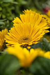 Obraz premium beautiful flowers with maximum detail photographed with natural light