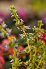 beautiful flowers with maximum detail photographed with natural light