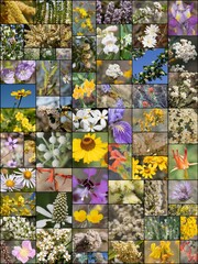 64 species of blooming Southern California Indigenous plants growing wild in their native habitat, photographed during the calendar year 2021.