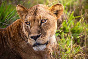 A family of lions with their cubs, Photographed in Kenya, Africa on a safari through the savannah of the national parks. Pictures from a morning game drive