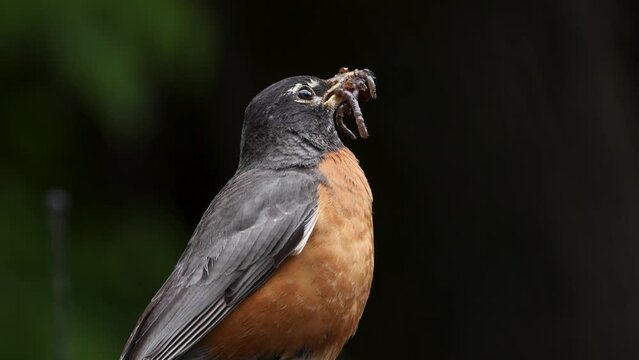 American robin perched on car with its beak full of worms on an overcast day with a blurry background