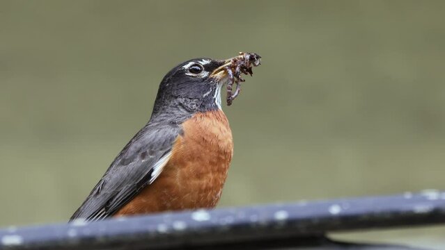 American robin perched on car with its beak full of worms on an overcast day with a blurry background