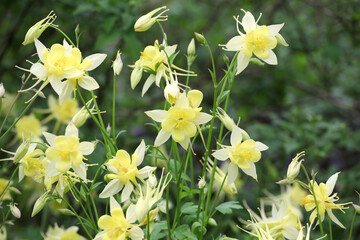 Aquilegia chrysantha, the golden columbine in flower