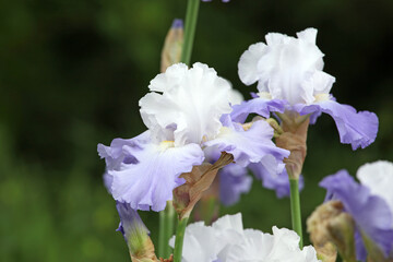 Bearded Iris 'Lark Rise' in flower.