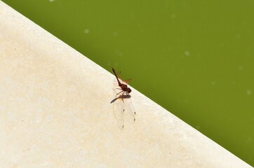 dragonfly on the wall