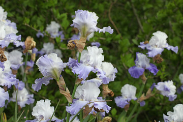 Bearded Iris 'Lark Rise' in flower.