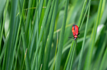 Beautiful Lilioceris merdigera on green grass. Nature background. High quality photo