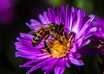 bee on a flower