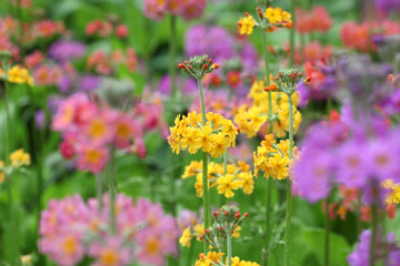 Colourful yellow Primrose 'Candelabra' hybrids in flower