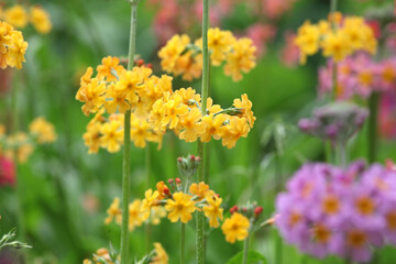 Colourful yellow Primrose 'Candelabra' hybrids in flower