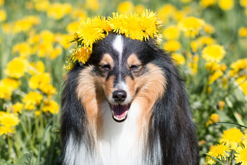 Smart and beautiful black white shetland sheepdog, sheltie, small lassie. Outdoors portrait of...
