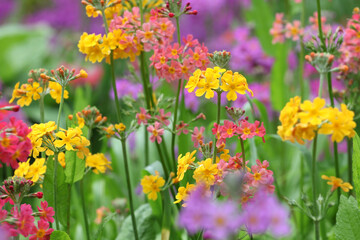 Obraz premium Colourful yellow Primrose 'Candelabra' hybrids in flower