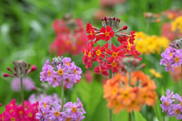 Colourful red Primrose 'Candelabra' hybrids in flower