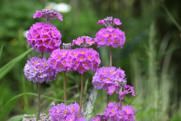 Colourful lilac purple Primrose 'Candelabra' hybrids in flower