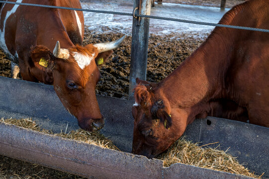 Red and white cows in a feedlot. Cattle farm