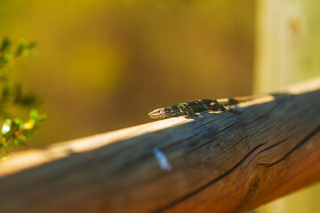 Podarcis hispanicus, also known as Iberian wall lizard