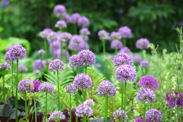 Purple allium 'pinball wizard' in flower
