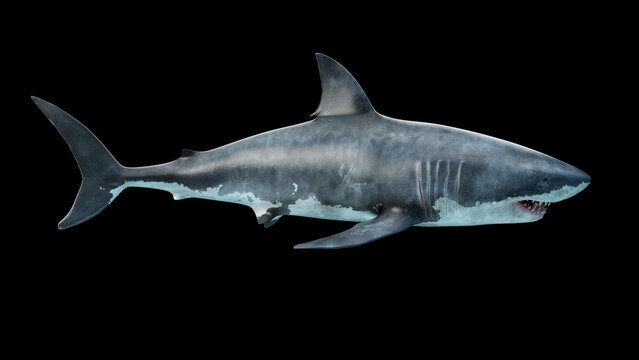 Close-up of a great white shark swimming underwater side view
 Megalodon is the Most predator shark in the ocean. Realistic 3d render 4k
3d rendering