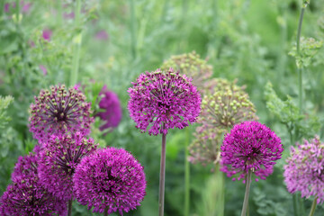 Purple allium 'purple sensation' in flower.