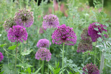 Purple allium 'purple sensation' in flower.