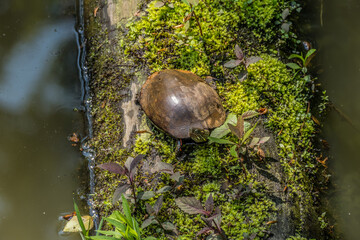 Painted turtle on a log